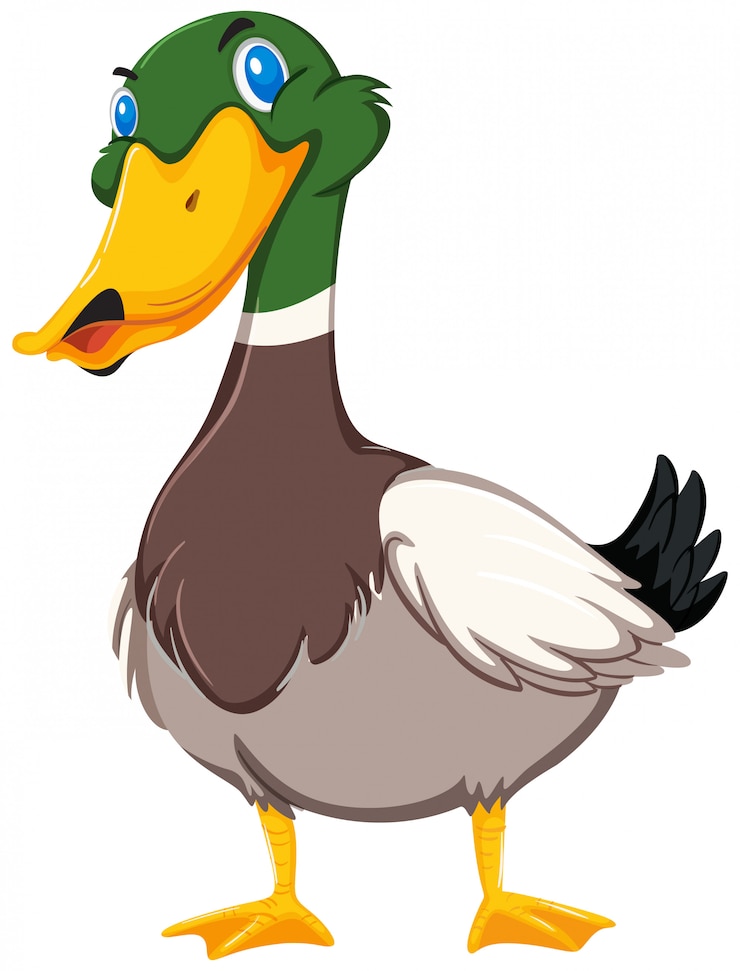 Vector duck on white background