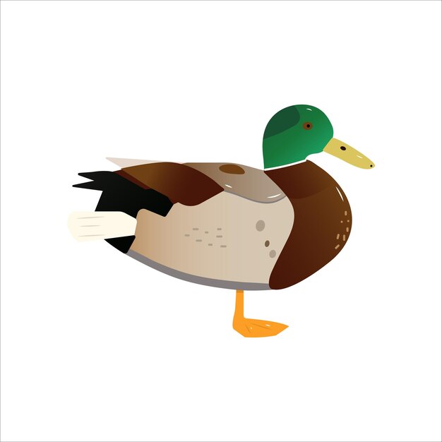 Vector duck on a white background