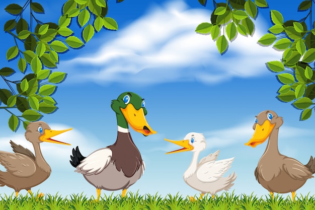 Ducks in nature scene