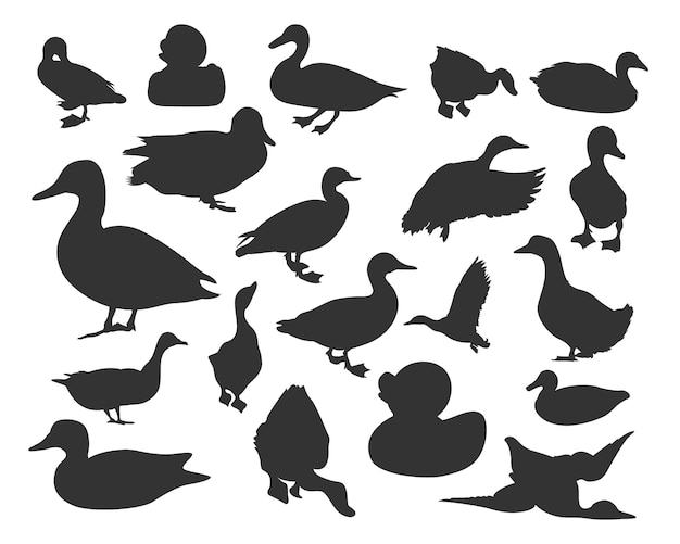 Vector ducksilhouette