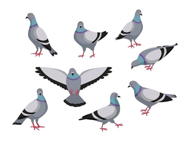 Duif in verschillende poses cartoon afbeelding instellen. Kudde van schattige kleurrijke duiven vliegen, eten, zitten, fladderende vleugels op witte achtergrond. Dier, vliegend wezen, vogelconcept