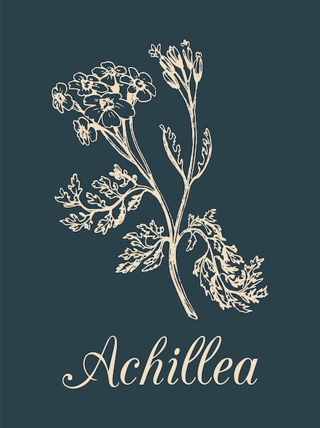 Duizendblad vectorillustratie Hand getrokken Achillea tak schets duizendblad plant achtergrond bloedneus officinalis geneeskrachtige cosmetische kruid logo label enz