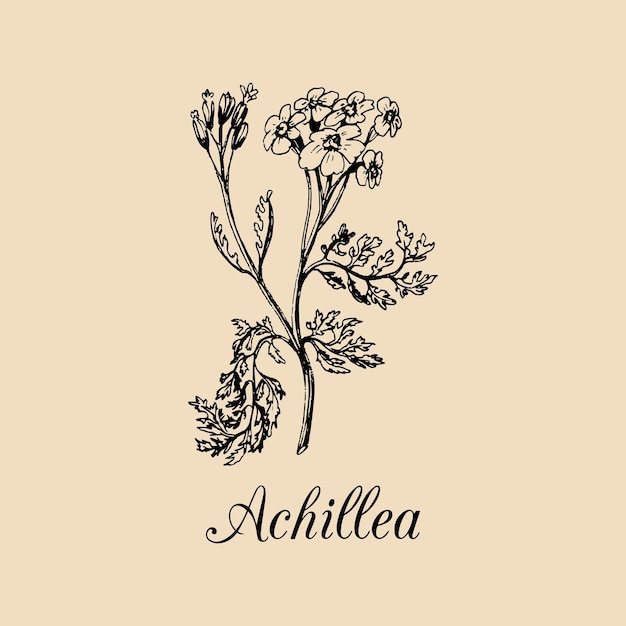 Duizendblad vectorillustratie hand getrokken achillea tak schets duizendblad plant achtergrond bloedneus officinalis geneeskrachtige cosmetische kruid logo