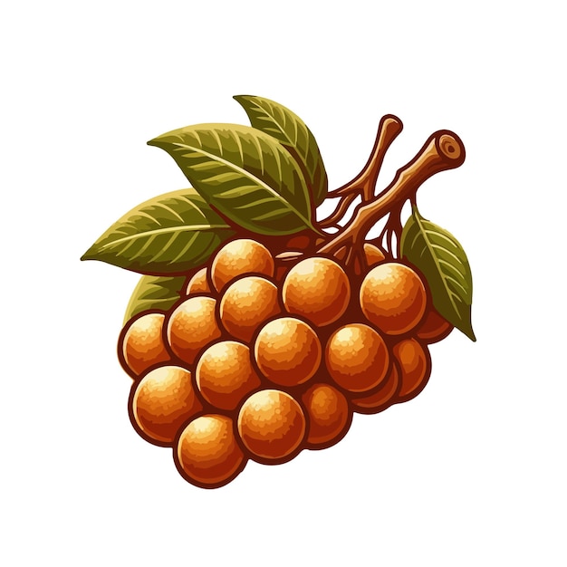 Vector duku fruit ai generated image