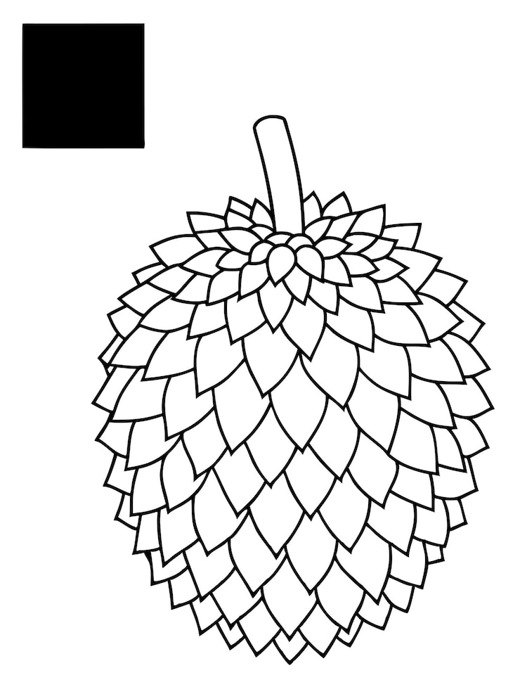 Vector durian coloring book pages with vector design for children
