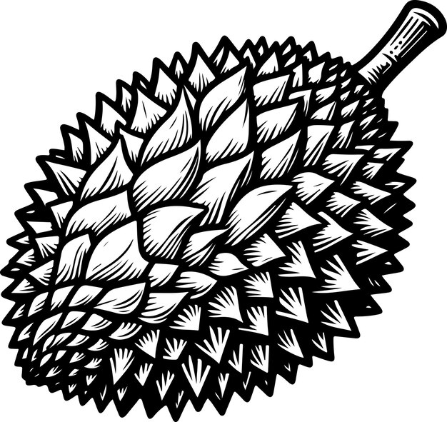 Vector durian fruit black outline illustration coloring book