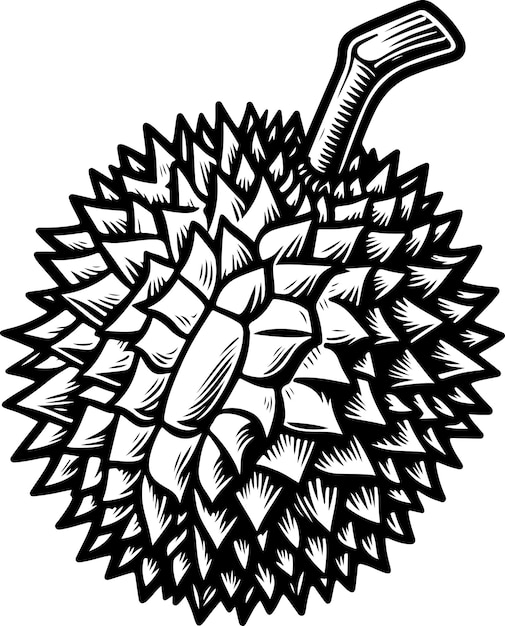 Vector durian fruit black outline illustration coloring book