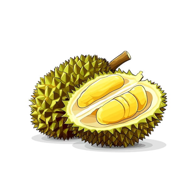 Illustrazione realistica del vettore della frutta del vettore di frutta durian