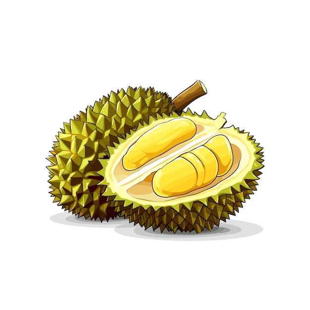 Durian fruit vector realistische fruit vectorillustratie