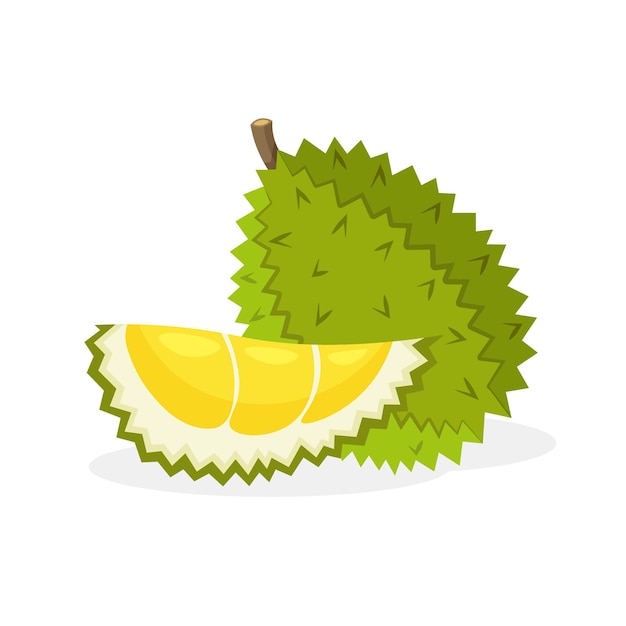 Vector durian fruit. whole and piece of fruits.vegan food vector icons in a trendy cartoon style. vector.