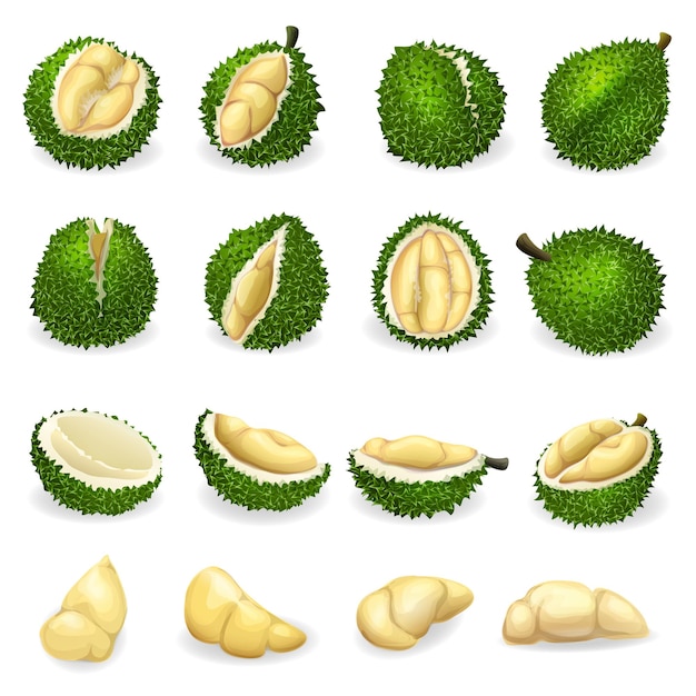 Vector durian icons set.