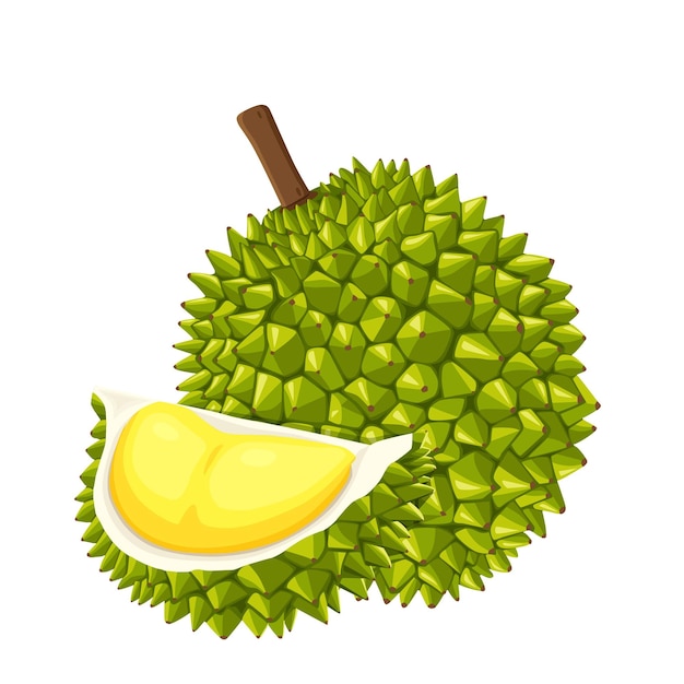 Vettore durian isolato su sfondo bianco