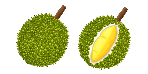 Durian isolato su sfondo bianco