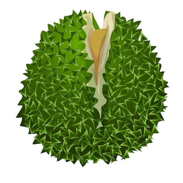 Vettore icona durian musang cartoon di durian musang icona vettoriale per il web design isolato su sfondo bianco