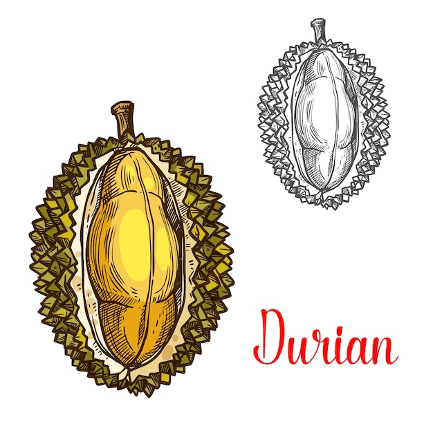 Durian vector schets fruit gesneden pictogram