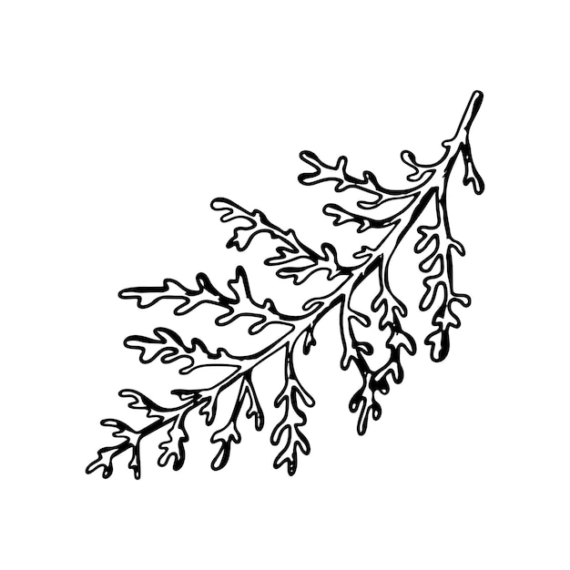 Vector dusty miller silver jacobaea maritima plant botanical winterberry grafisch met de hand geschilderde omtrek illustratie bloemlijnkunst voor bruiloftsuitnodigingen etiketpakket kerstgroeting behang