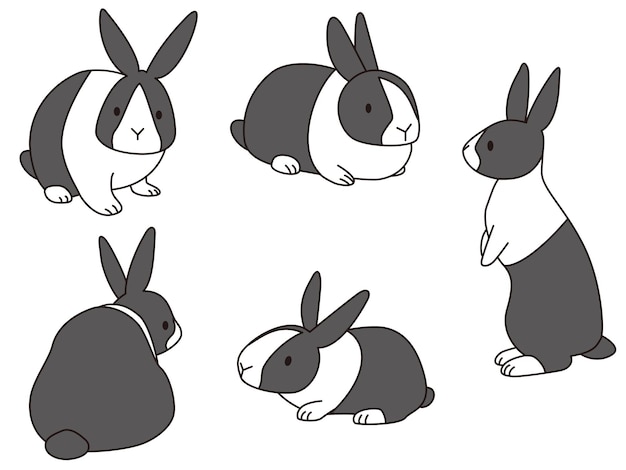 Dutch rabbit has 5 different poses