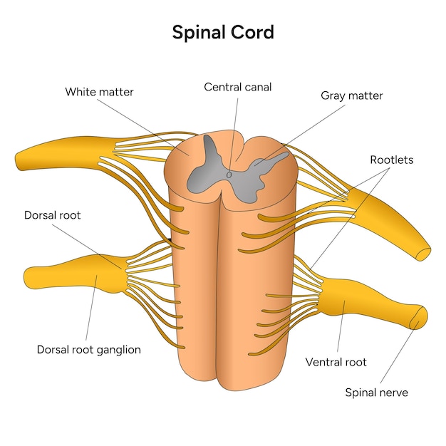 Vector dwarsdoorsnede van de medische wetenschap infographic van het ruggenmerg in vector