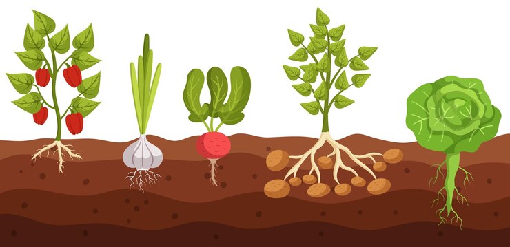 Dwarsdoorsnede van Groente Paprika Knoflook Radijs Aardappel en Kool Groei In Grond Onthullen Wortels