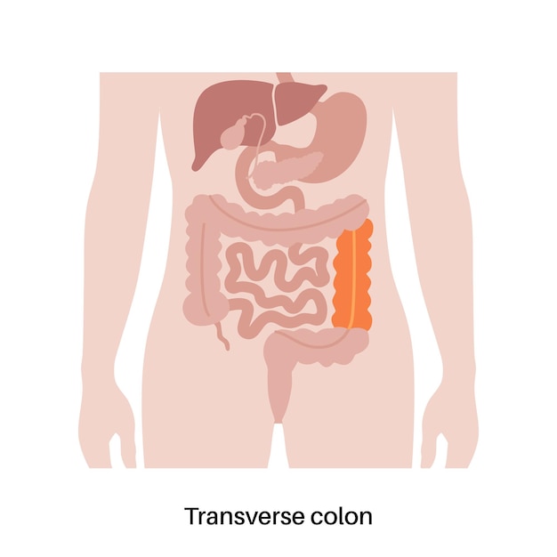 Dwarse dikke darm poster Dikke darm in het menselijk lichaam Gastro-intestinale ziektediagnostiek en behandeling in gastro-enterologiekliniek Spijsverteringskanaalonderzoek van darm vectorillustratie