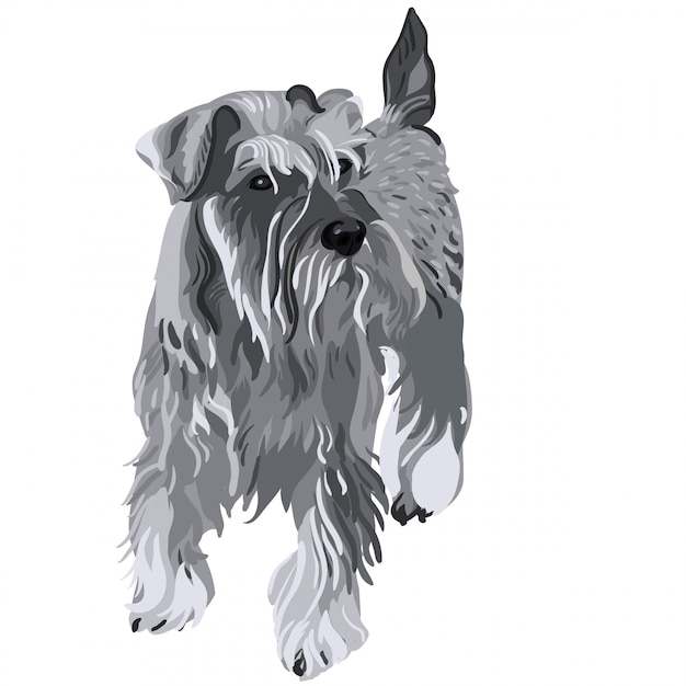 Dwergschnauzer hond