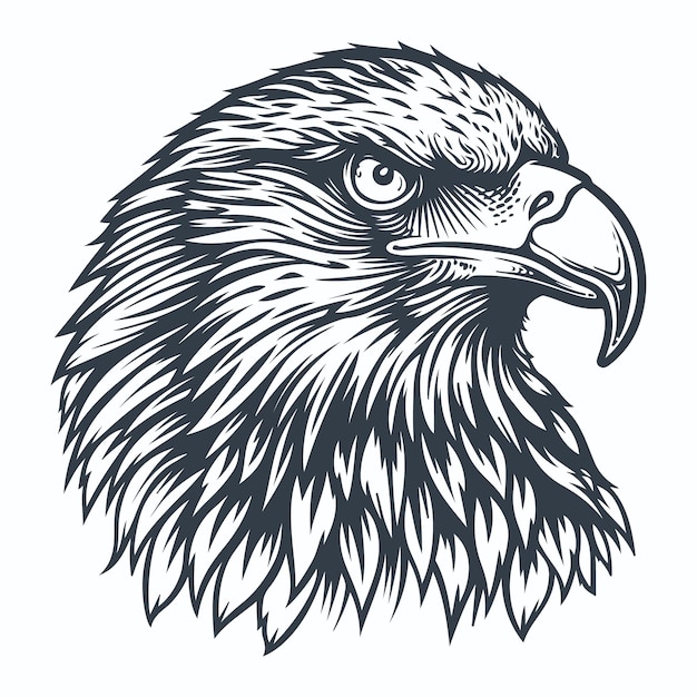 Vector eagle bird head vintage woodcut drawing vector