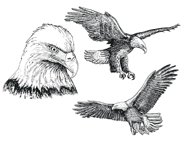 Vector eagle birdsketch icon set