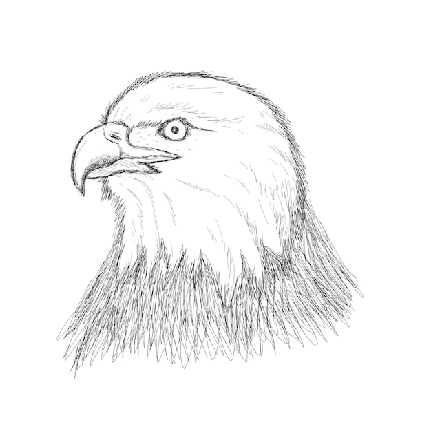 Vector eagle doodle scribble drawing