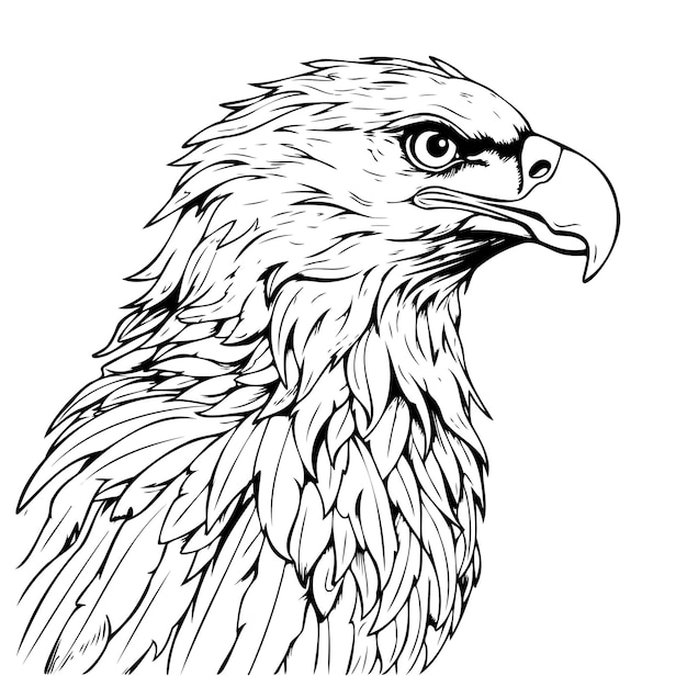 Vector eagle face sketch hand drawn vector birds wild