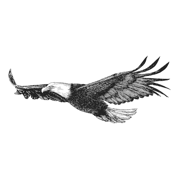 Eagle in flight vector sketch freedom symbol