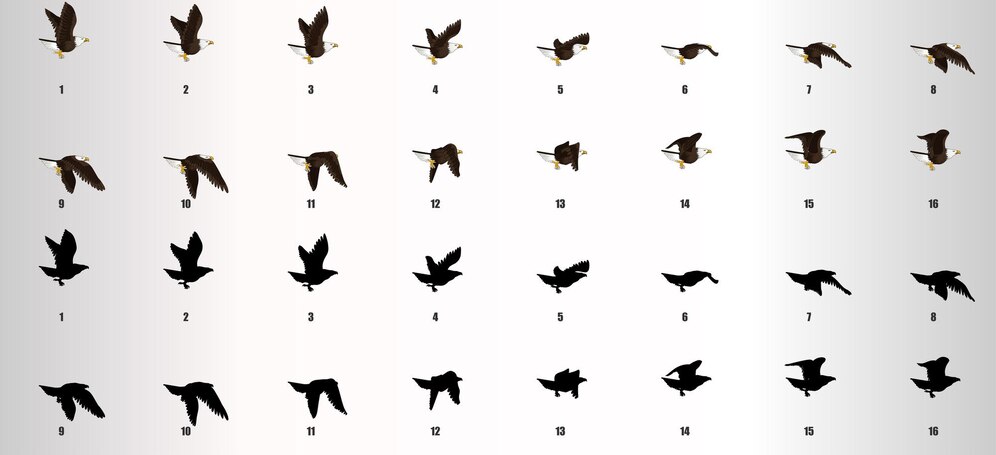  Eagle flying cycle animation sequence vector