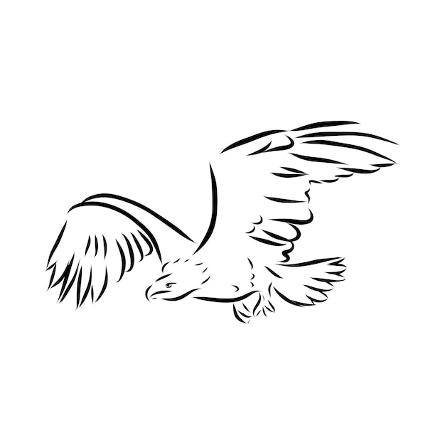 Eagle - hand drawn vector llustration realistic sketch