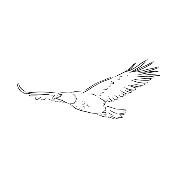 Eagle - hand drawn vector llustration realistic sketch