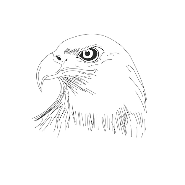 Vector eagle head vector