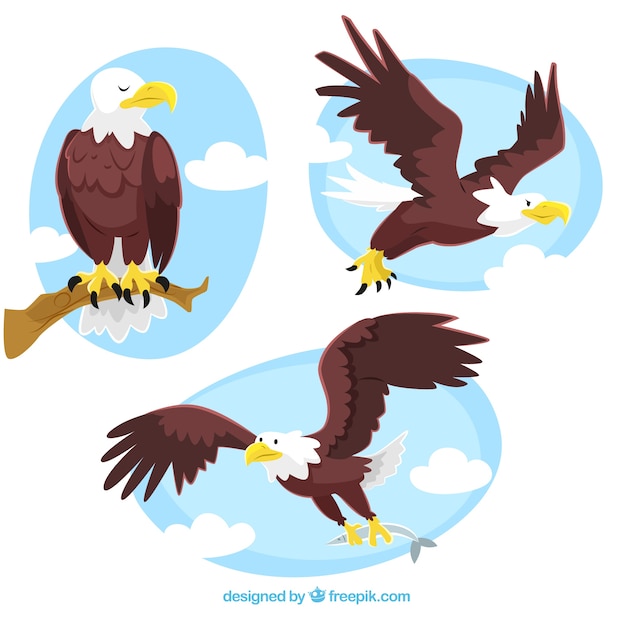 Eagle illustraties