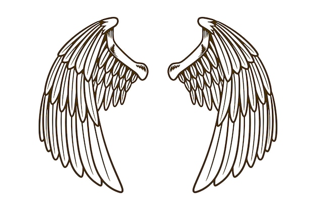 Premium Vector | Eagle wing vector illustration