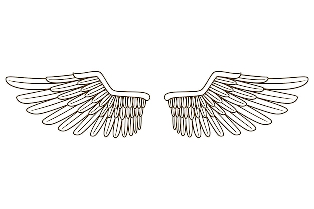 Vector eagle wing vector illustration