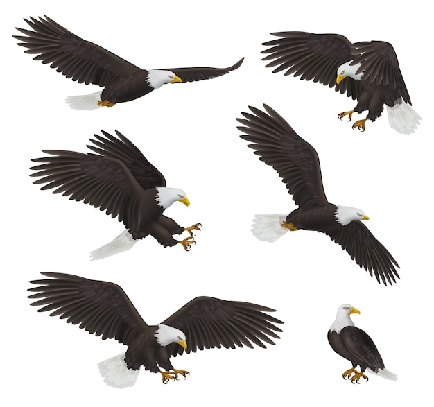eagles prey birds freedom symbols decent vector realistic flying eagles