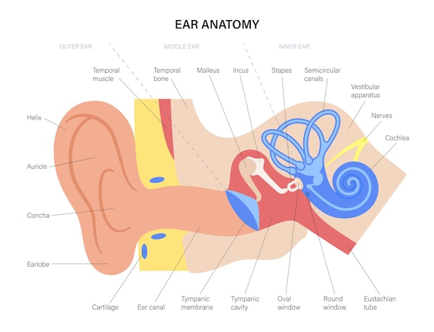 Vettore schema di anatomia dell'orecchio