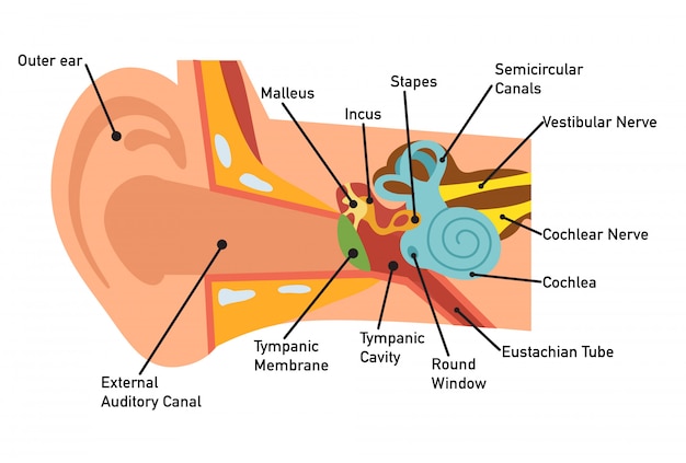 Vettore schema di anatomia dell'orecchio