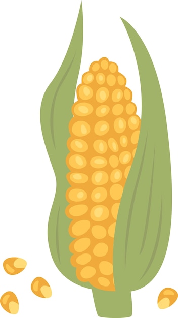 Vector ear of corn