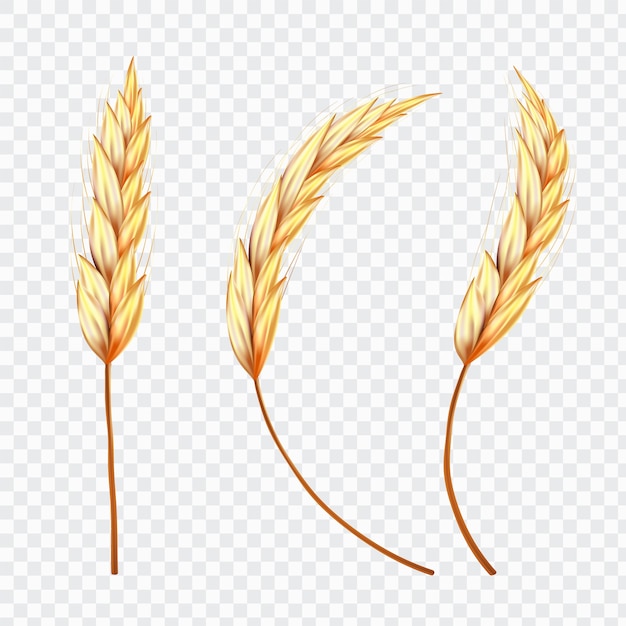 Vector ear of wheat or rice on isolated background