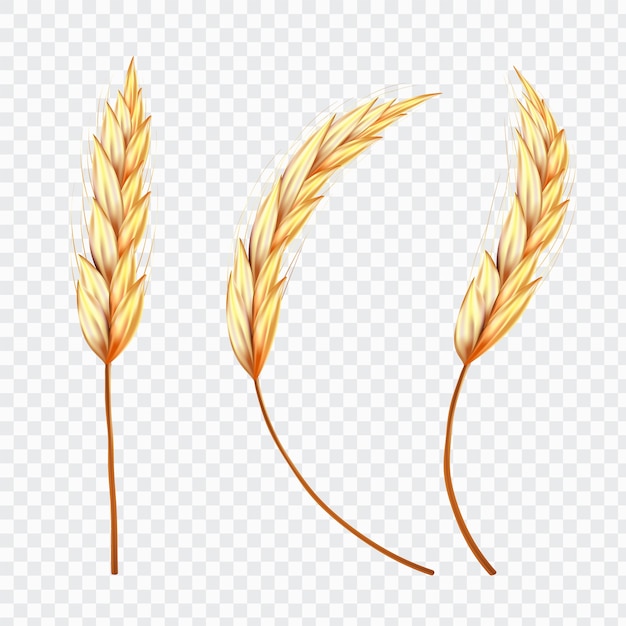 Ear of wheat or rice on isolated background