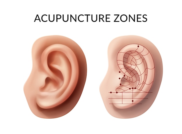 Ear with acupuncture points and reflex zones on white background