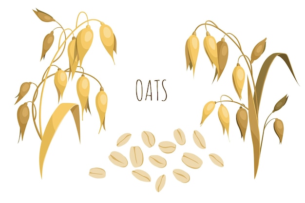 Ears of oats and oat flakes Cartoon vintage illustration isolated on white background