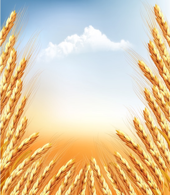 Ears of wheat background. illustration.