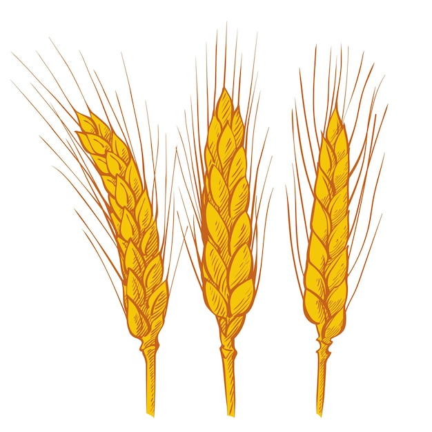 Spighe di grano orzo cereali raccolto picco grano mais agricoltura agricoltura biologica cibo sano simbolo bakery design element illustrazione vettoriale