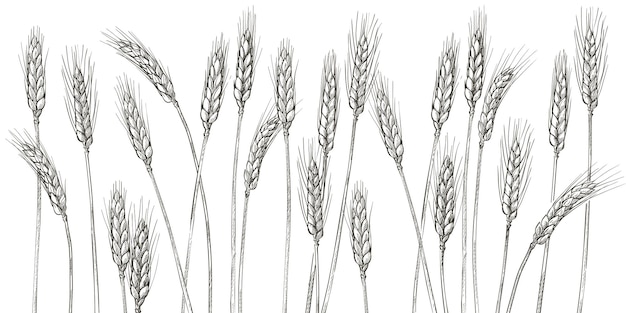 Vettore spighe di grano orzo cereali raccolto picco grano mais agricoltura agricoltura biologica cibo sano simbolo bakery design element illustrazione vettoriale