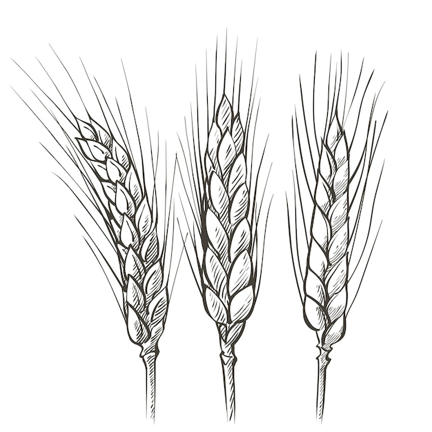 Vector ears of wheat barley cereals harvest spike grain corn agriculture organic farming healthy food symbol bakery design element vector illustration