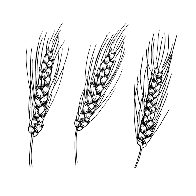 Vector ears of wheat cereal crops set